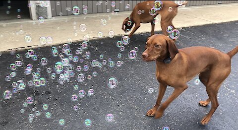 When you discover your love of bubbles...