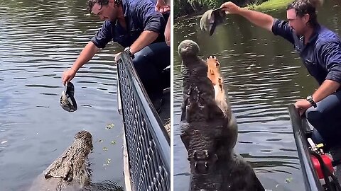 Man captures jaw-dropping footage of the largest crocodile