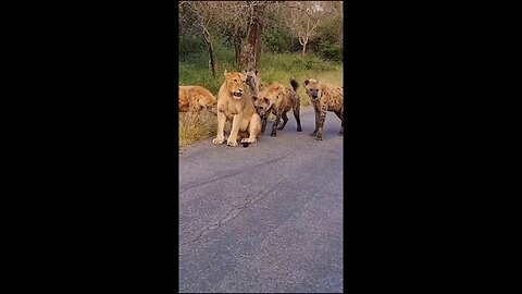 Lion vs hyena