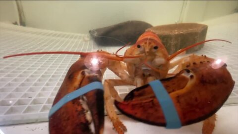 Whitney's Seafood Market in Hudson discovered two rare orange lobsters