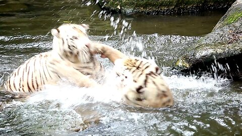 White Tiger Compilation #tiger #nature #white