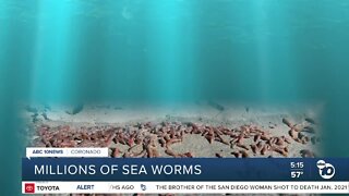 Millions of sea worms wash ashore