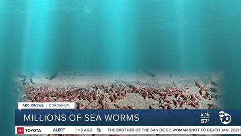 Millions of sea worms wash ashore