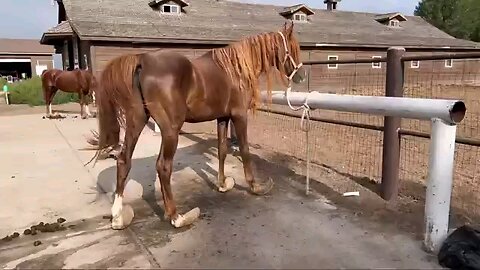 Long HOOVES on ARABIAN STUD Horse Restoration 🐎