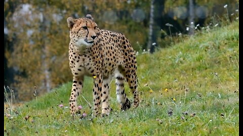 Most Amazing moments Of Wild Animal cheetahs
