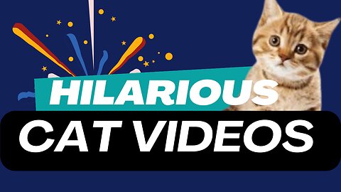 "Pawsitively Hilarious: The Ultimate Compilation of Cat Comedy!"