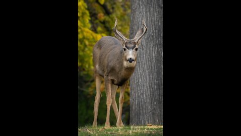 1st Mule deer stalk with the new DKOI.