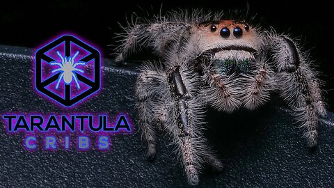 I Made a JUMPING SPIDER Commercial for Tarantula Cribs!