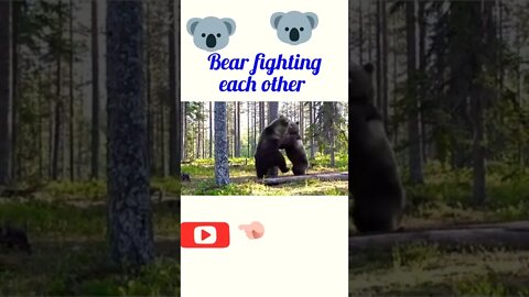 Bear fighting each other ||