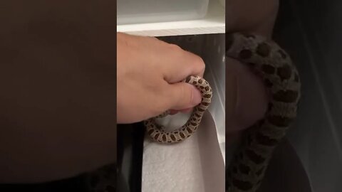 Pogo the Savanna Western Hognose (Update 8/10/22)