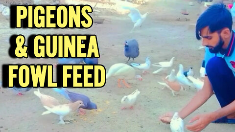 PIGEONS & GUINEA FOWL FEED