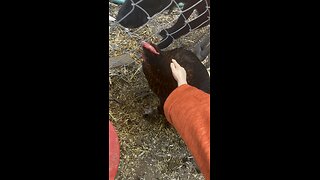 Wednesday Whiskers with SPH in chicken petting. #chickens #funnyvideos #funny #tinyhands