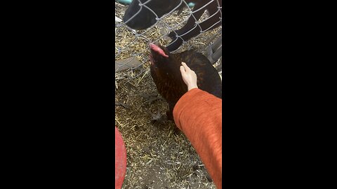Wednesday Whiskers with SPH in chicken petting. #chickens #funnyvideos #funny #tinyhands