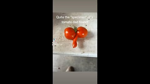 Questionable tomato 🫣🤭