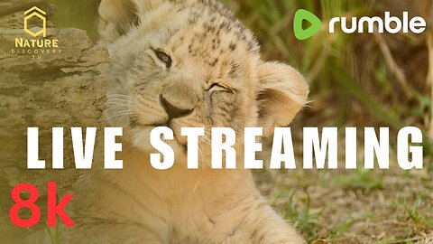 Live streaming 8K Africa- Part 1