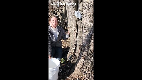 Homesteading Skills Tapping trees for Maple Syrup