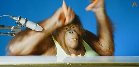 Animalia's Orangutan Rambo crunches corn flakes amongst other things…ASMR