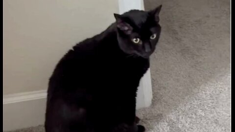 Adopting a Cat from a Shelter Vlog - Cute Precious Piper is an Amazing Security Guard #shorts