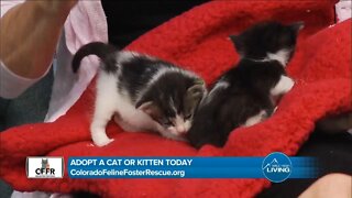 Adopt Today // Colorado Feline Foster Rescue