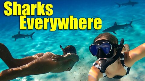 Swimming with so many sharks!