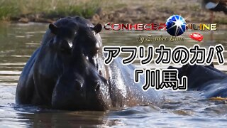 アフリカのカバ、「川の馬」 | （日本語音声) | (AUDIO IN JAPANESE)|(ÁUDIO EM JAPONÊS) | 2021