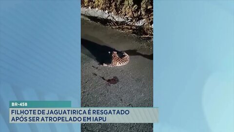 BR-458: filhote de jaguatirica é resgatado após ser atropelado em Iapu