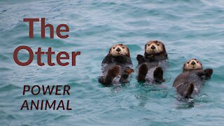 The Otter Power Animal