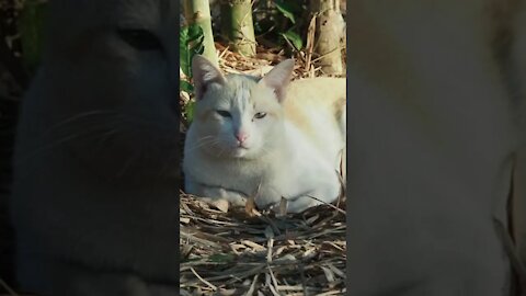 kucing putih kuning berjemur di daun bambu kering di hutan bambu