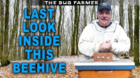 Queenless Beehive | Winter Coming. #bees #beekeeping #beekeeping101