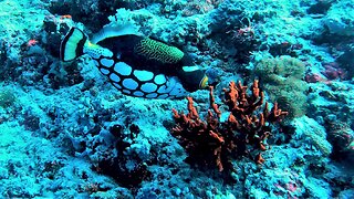 Clown trigger fish is beautiful, but highly aggressive