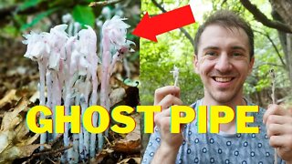 The Most Mysterious Flower in the Woods - Ghost Pipe. Medicinal Properties and Look a likes. Pinesap