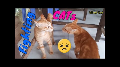 Funny Cats / Dogs - Funny Animal Videos | Try Not To Laugh Animals