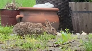 Rabbit close-up