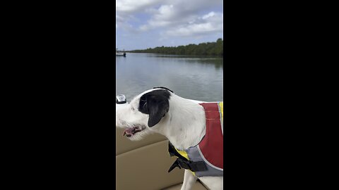 Rex loves boat rides
