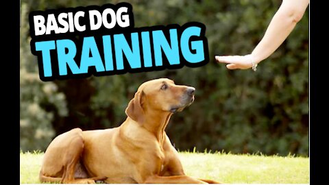 Dog training - TOP 10 commands.