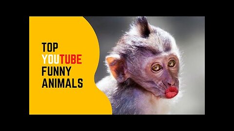 TRY NOT TO LAUGH - 🐶 Funny and Cute Animal Videos Compilation cc by TOP YouTube Funny Animals