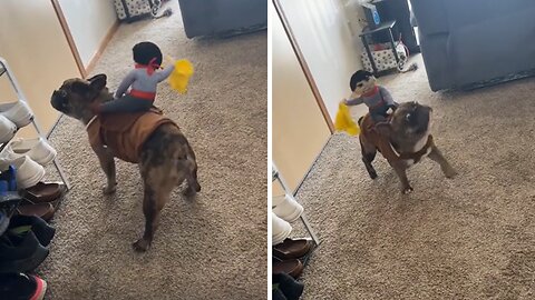 Silly Frenchie has a hilarious reaction to cowboy toy on his back