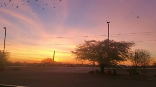 THE BIRDS 🐦 OF ELOY ARIZONA ESTADOS UNIDOS DE AMERICA 🇺🇸