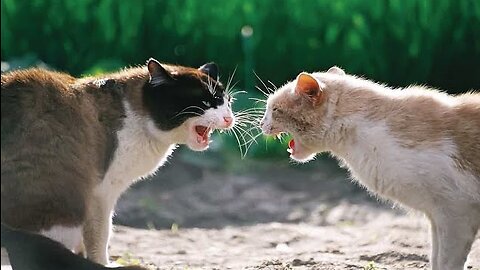Cat against cat | Two cats fighting I Funny Cat Videos