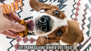 How to make homemade Thanksgiving Dinner Dog Treats