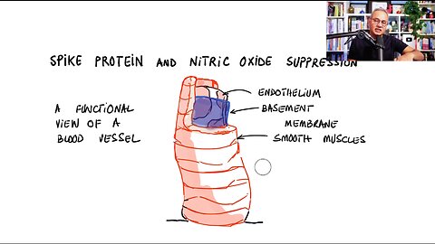 Spike Proteins Disrupt Nitric Oxide