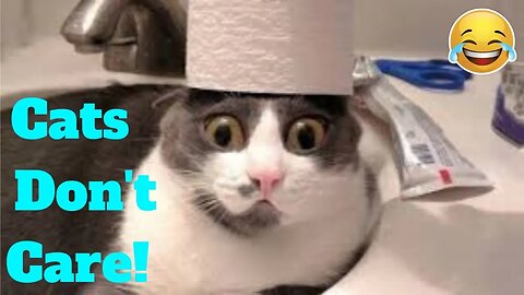 💥Cats Don't Care Viral Weekly LOL😂🙃💥 of 2019_ Funny Animal Videos💥👌
