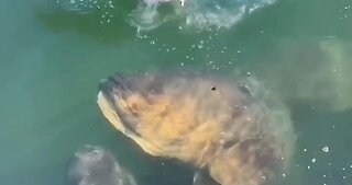 HUGE Goliath Grouper