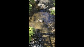 Mallard 🦆 Ducks