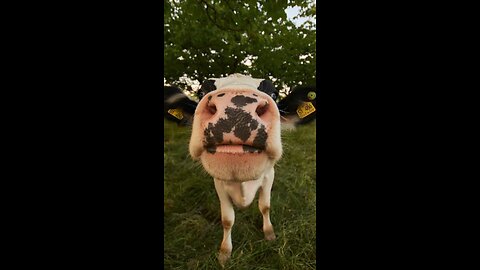 Cute cow pics, mooing sound. #cowlover #cow #animals #sound #nature