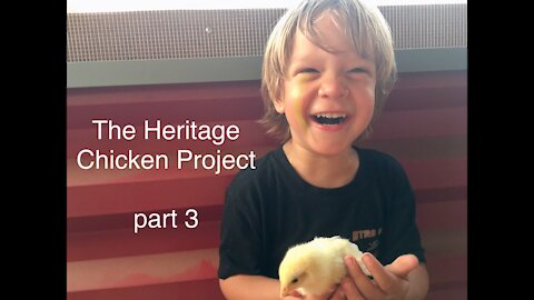 The Heritage Chicken Project. part 3