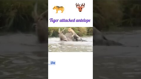 Tiger attacked to antelope ®