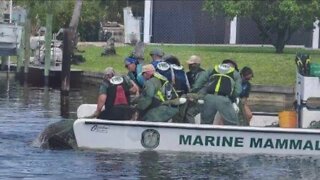 LCSO: 8-foot male manatee rescued after possible boat strike