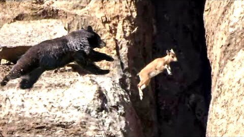 No Predator Can Catch Mountain Goats !!