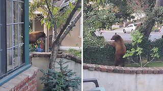 Bears Caught Trying To Make Their Den In Neighborhood Basement